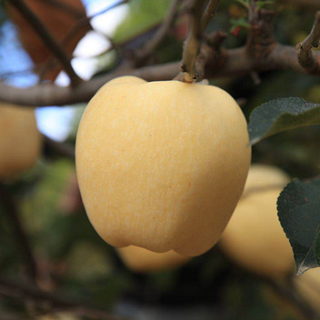 维纳斯黄金苹果 9粒（单果径80-85mm）  新鲜当季水果
