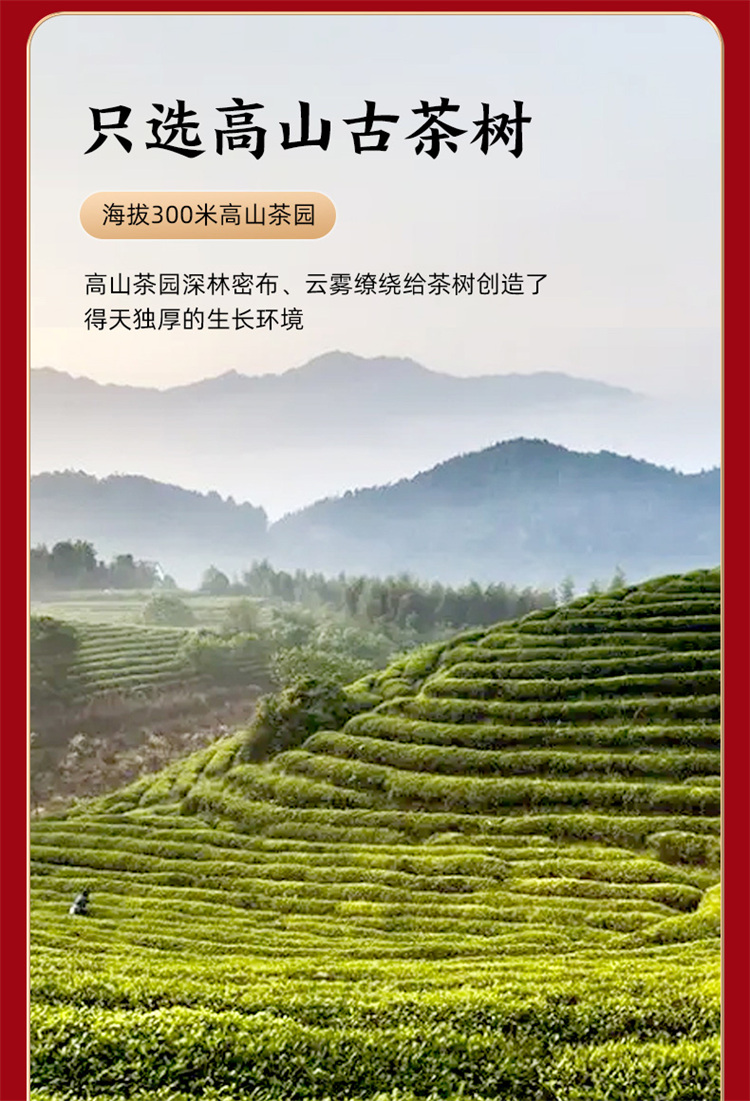 长藏久久-2019紧压寿眉_06.jpg