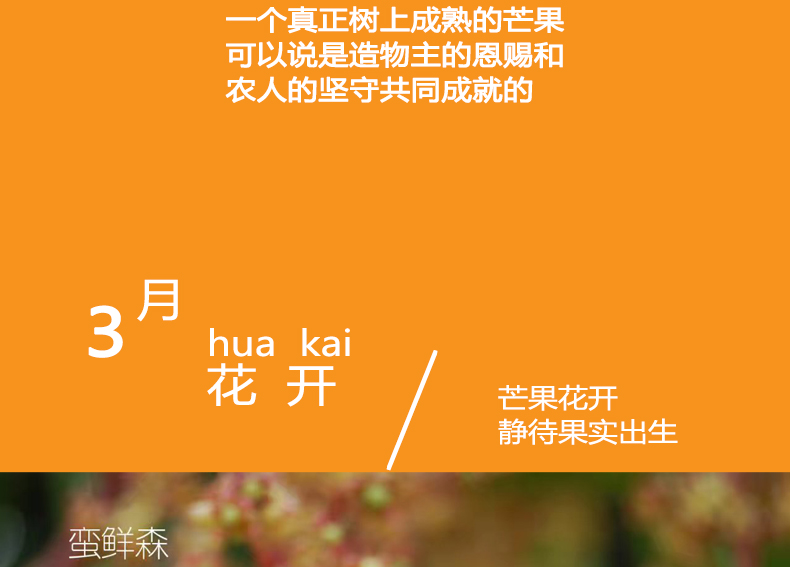 小金凤详情页_10.jpg