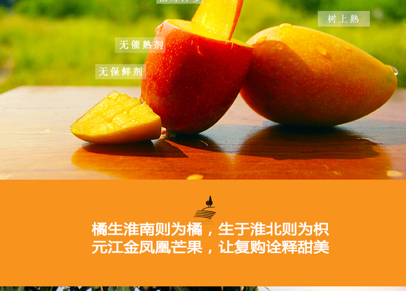 小金凤详情页_04.jpg