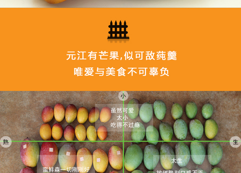 小金凤详情页_17.jpg