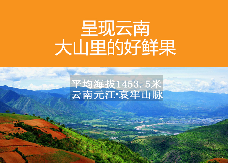 小金凤详情页_01.jpg