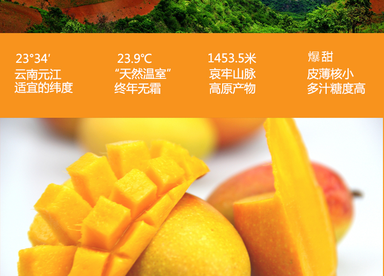 小金凤详情页_02.jpg