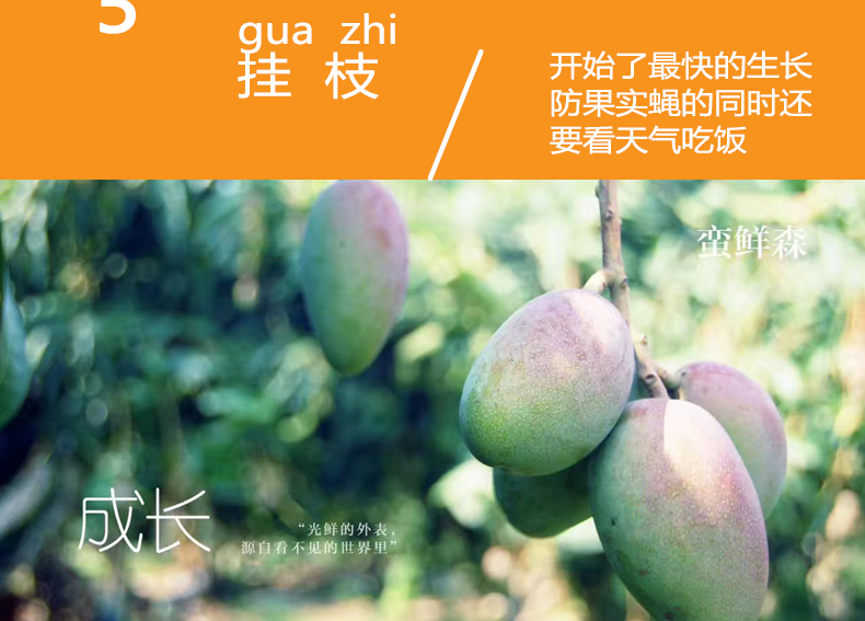 小金凤详情页_13.jpg