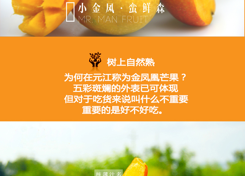 小金凤详情页_03.jpg