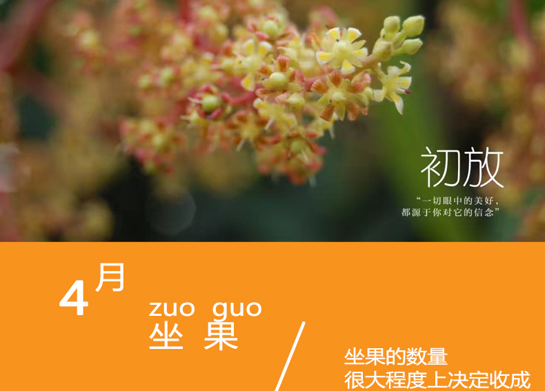 小金凤详情页_11.jpg