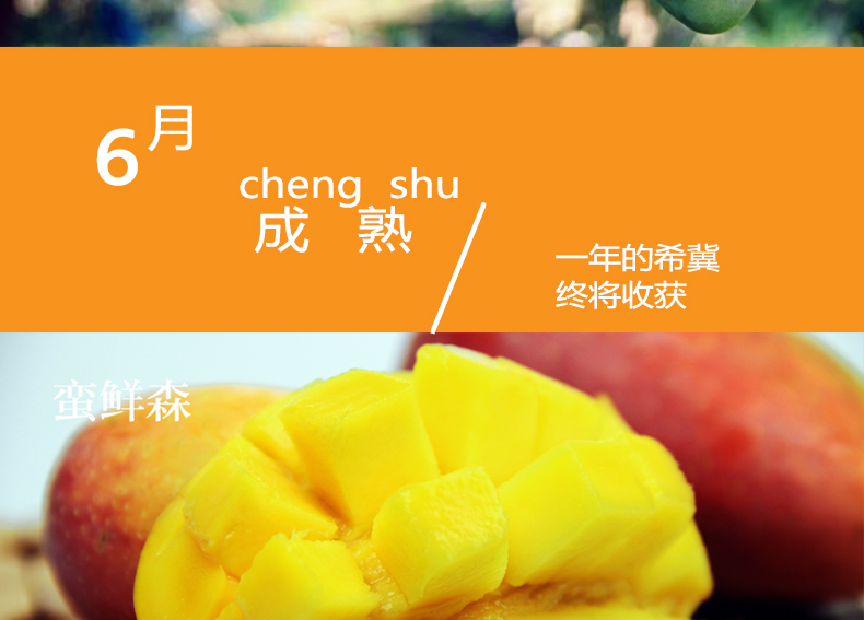 小金凤详情页_14.jpg