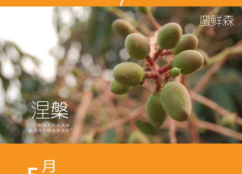 小金凤详情页_12.jpg