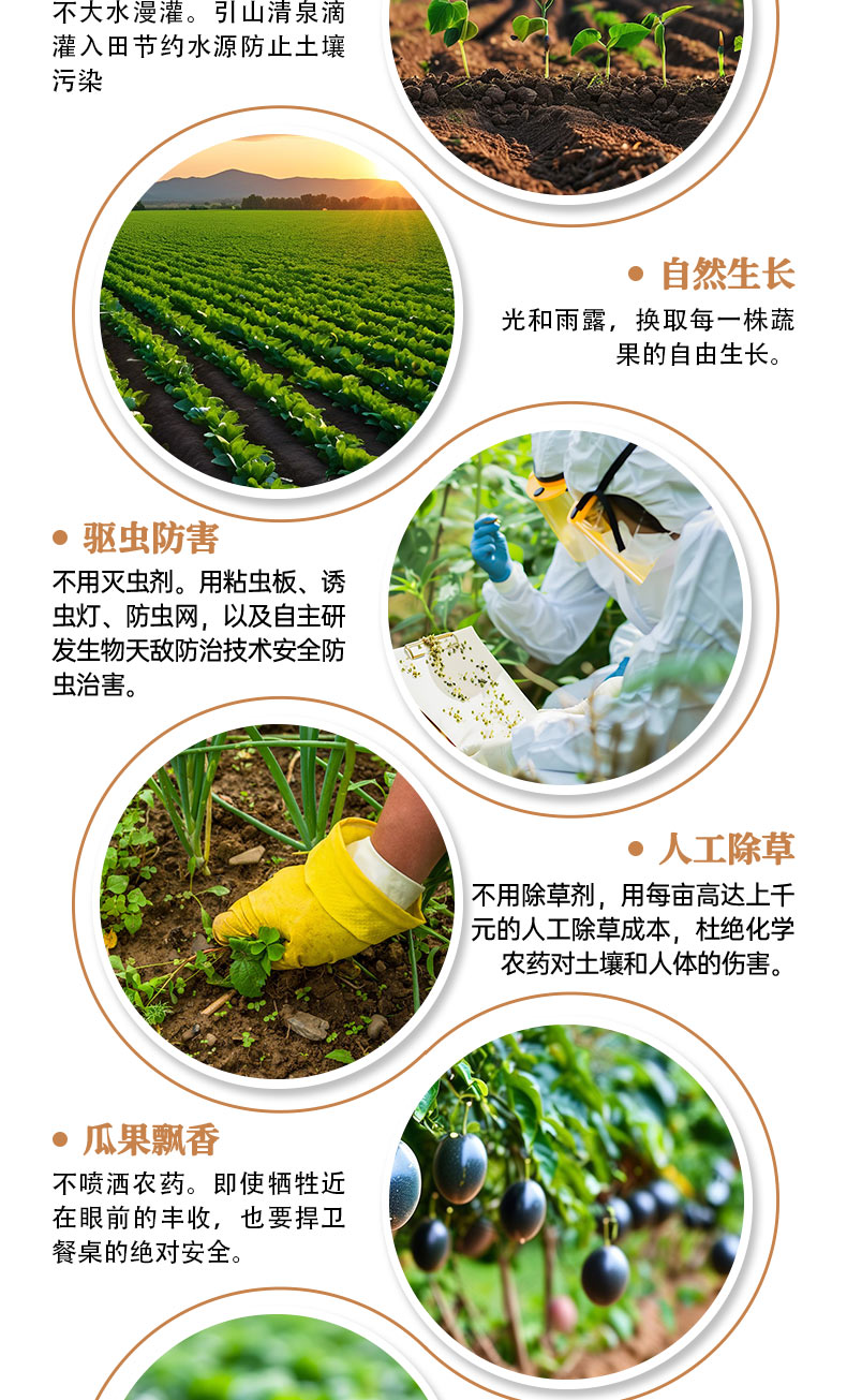 胡萝卜详情页褐色_07.jpg