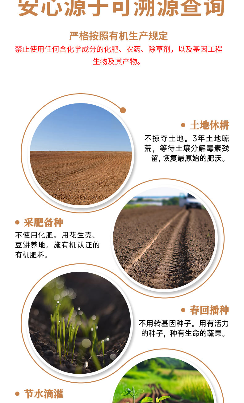 胡萝卜详情页褐色_06.jpg