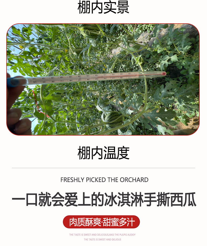 西瓜_05.jpg