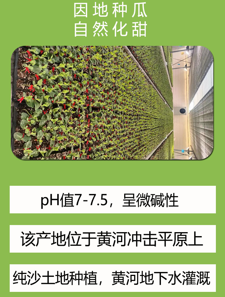 西瓜_13.jpg