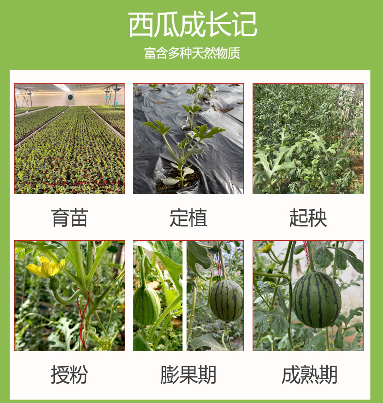 西瓜_11.jpg