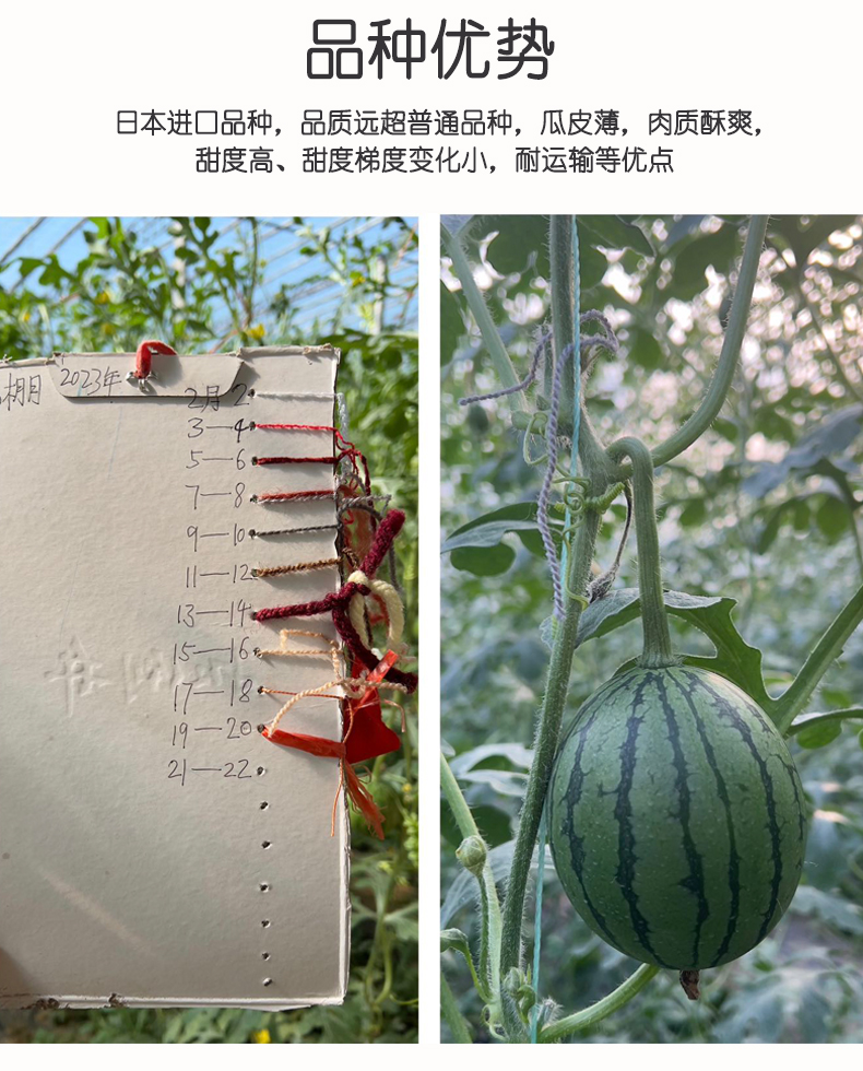 西瓜_09.jpg