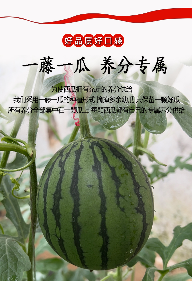 西瓜_02.jpg