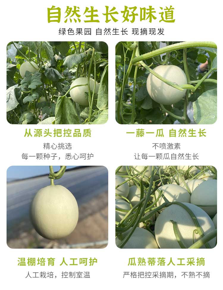 玉菇甜瓜 (6).jpg