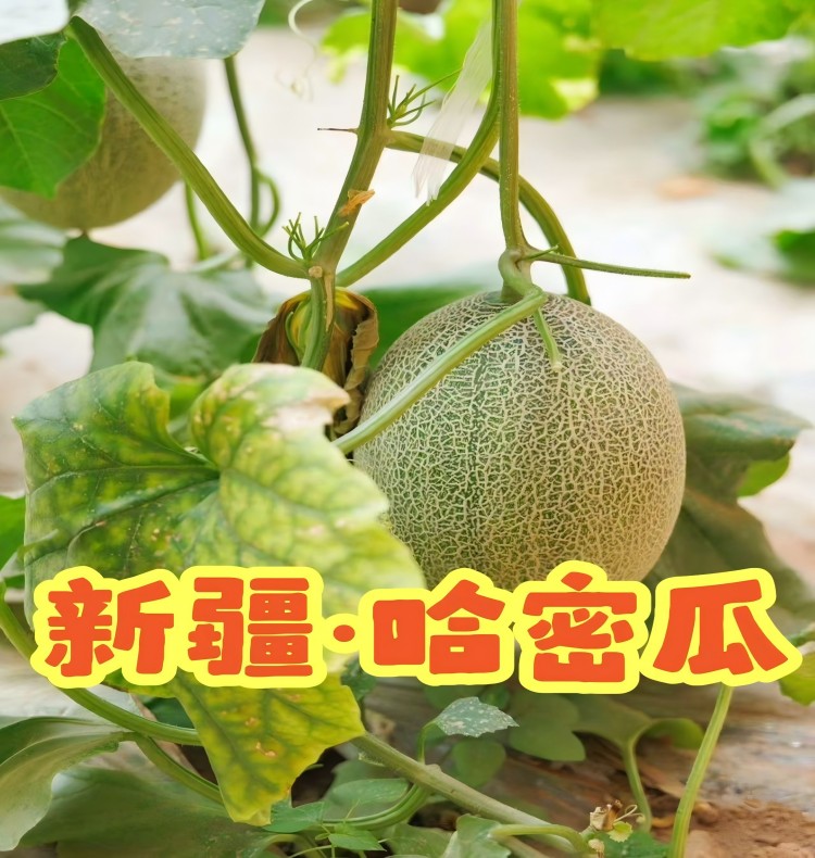 详情页1.jpg