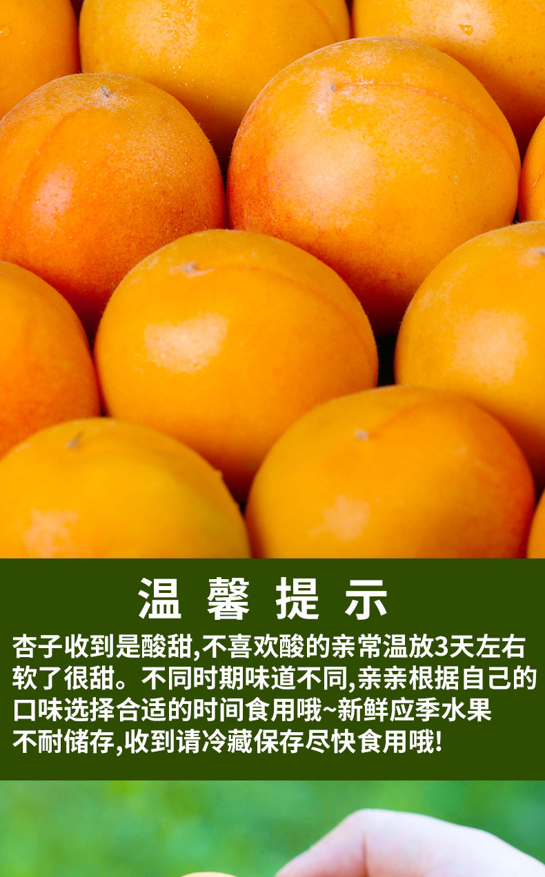 小红杏新疆2_11.jpg
