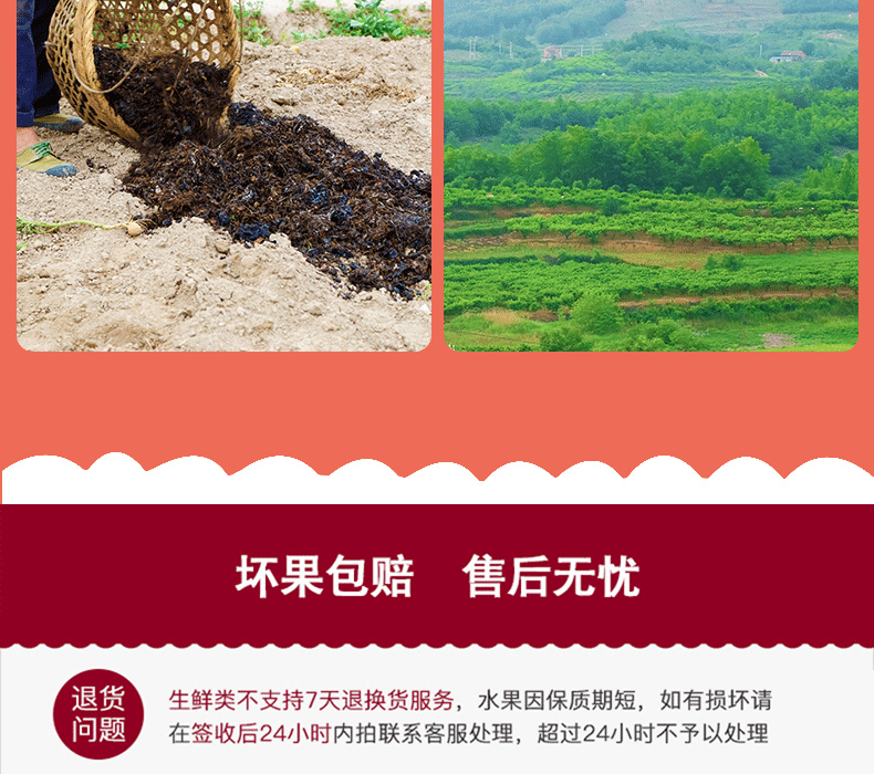 人参果详_13 副本.JPG