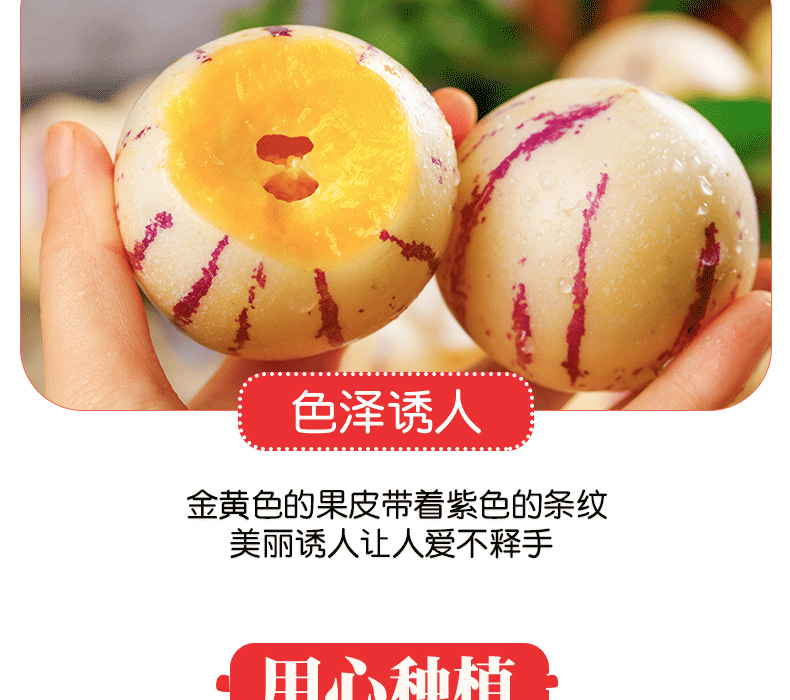 人参果详_11 副本.jpg