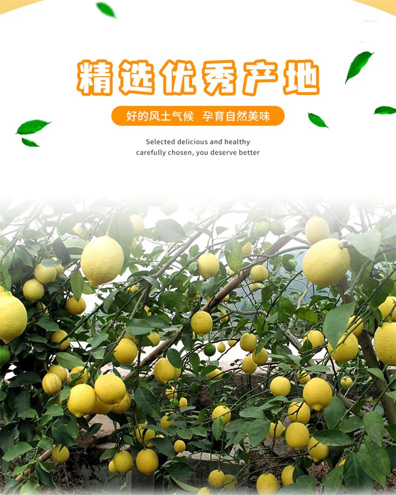 29安岳黄柠檬_02.jpg