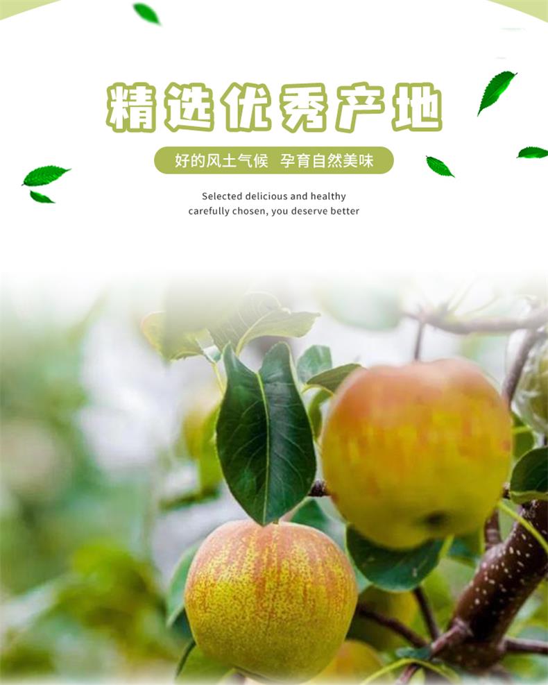 34隰县玉露香梨_02.jpg