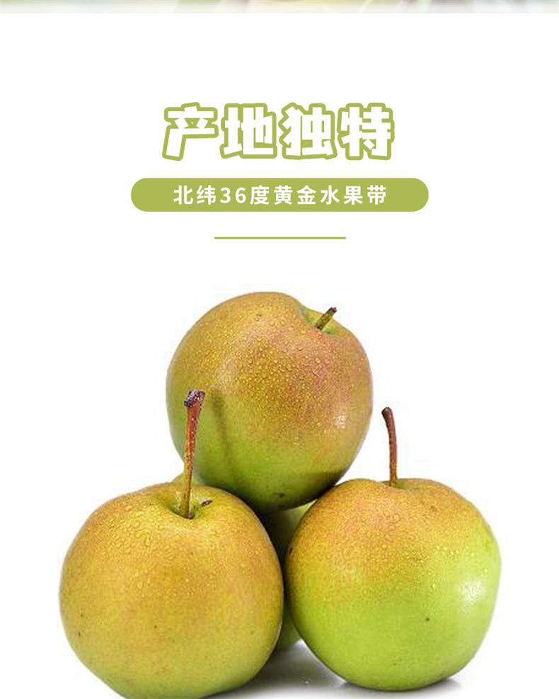 34隰县玉露香梨_03.jpg
