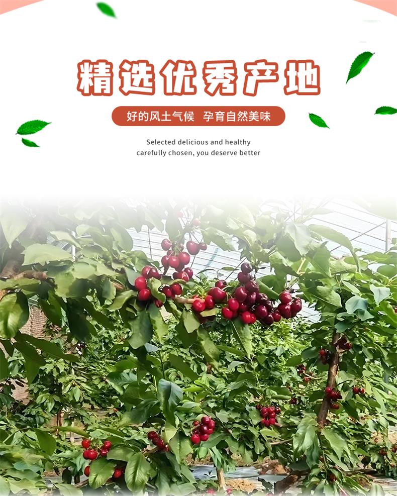 38美国进口车厘子_02.jpg
