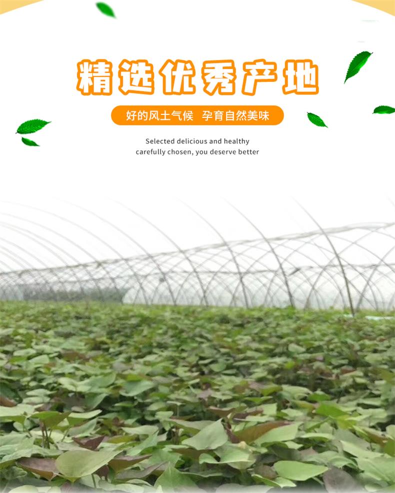 42烟薯25号_02.jpg