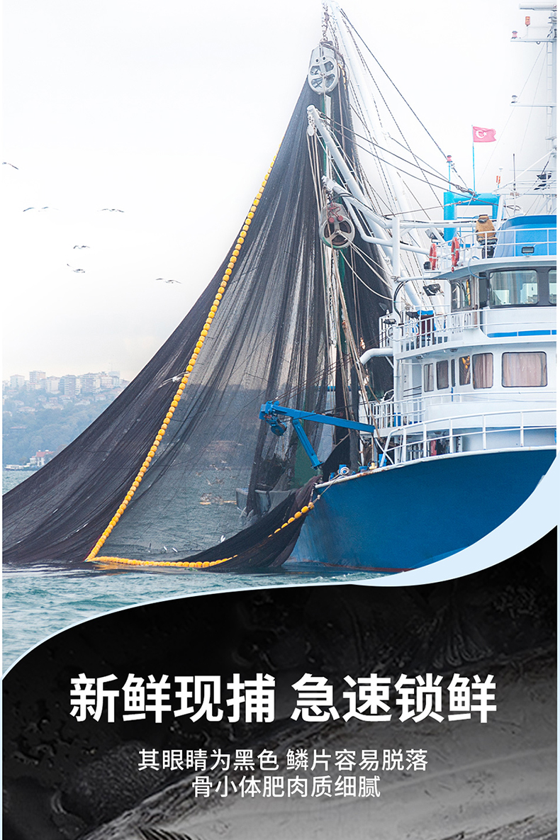 带鱼_04.jpg