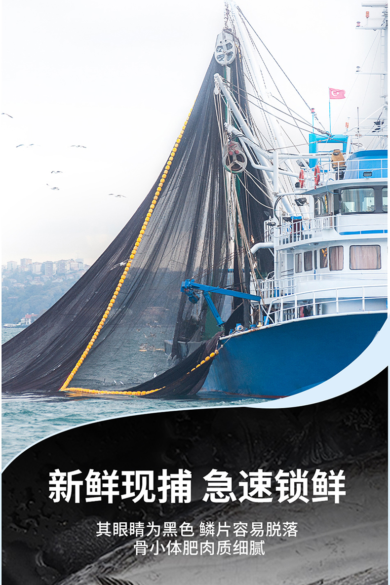 带鱼_04.jpg