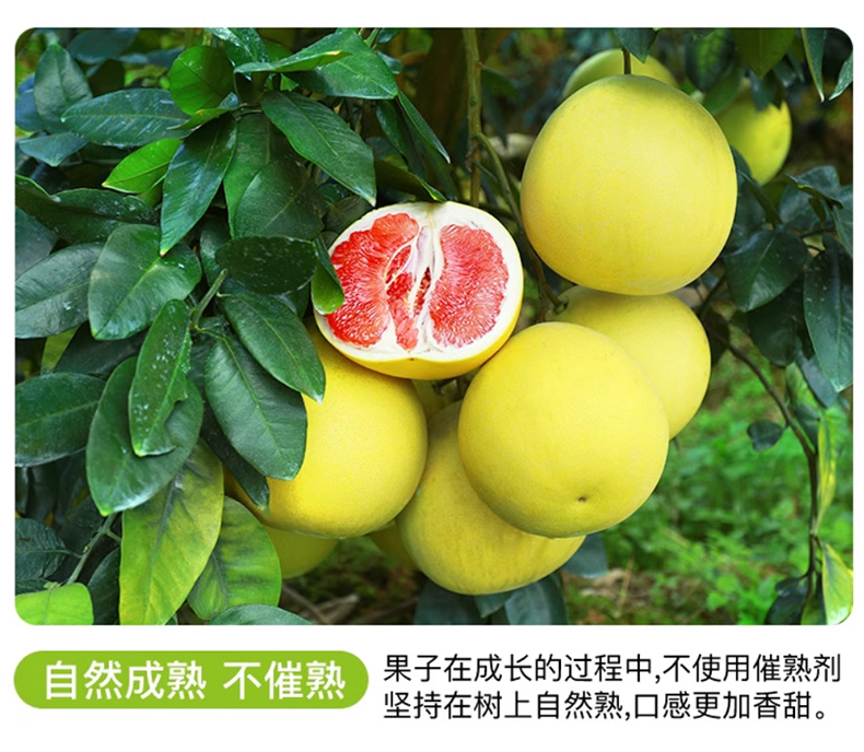 蜜柚_06.jpg
