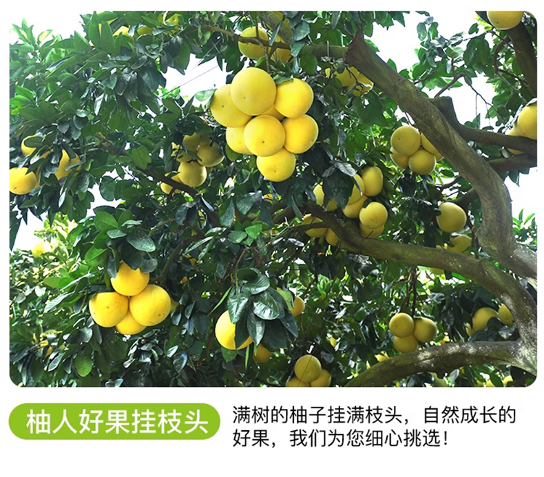 蜜柚_05.jpg