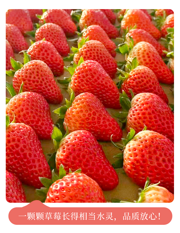草莓详情790_07.jpg
