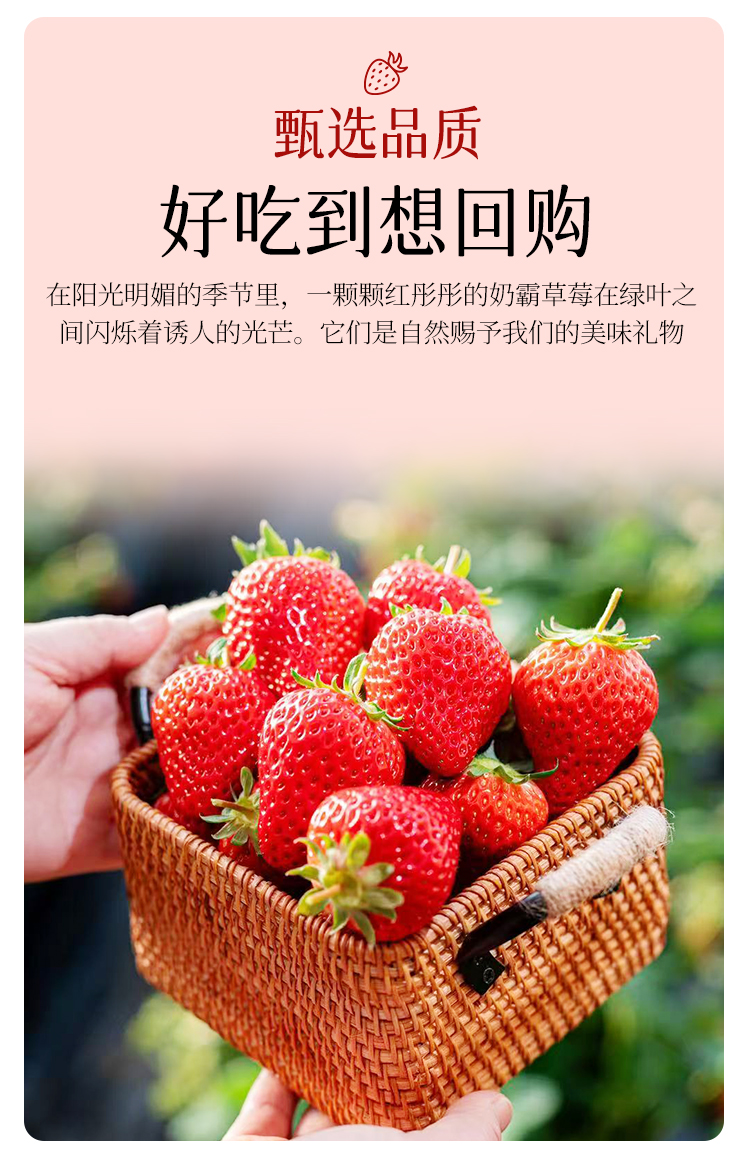 草莓详情790_04.jpg