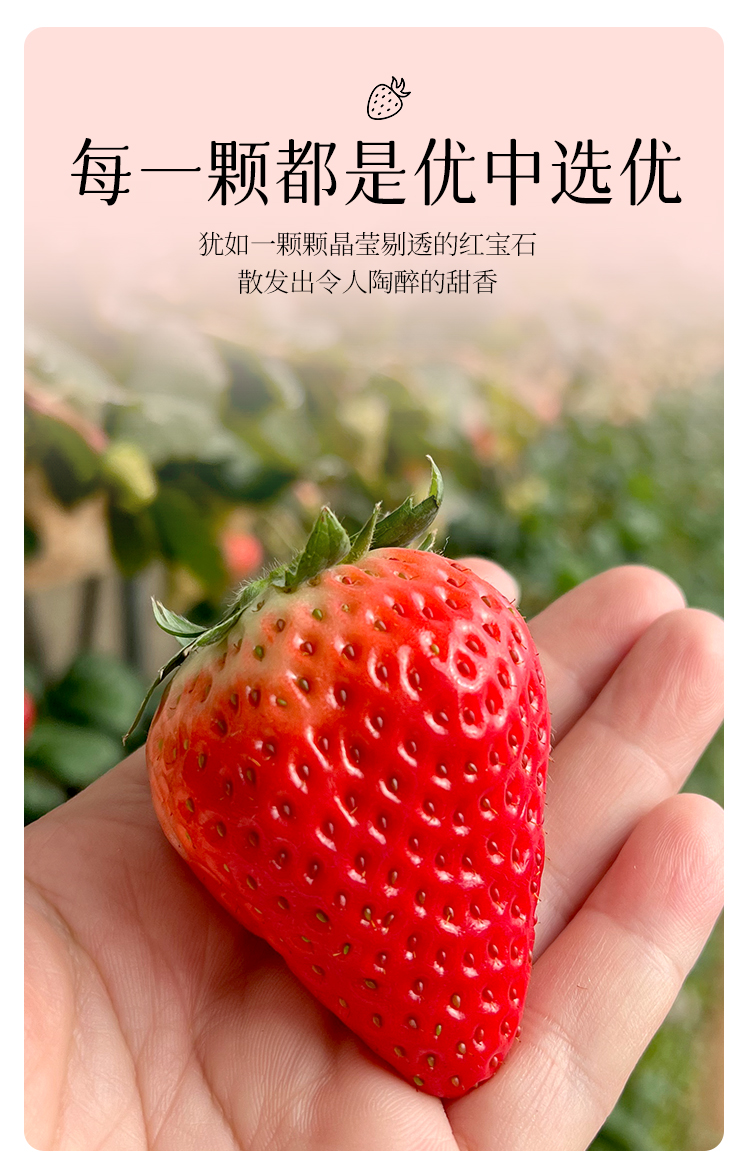 草莓详情790_06.jpg