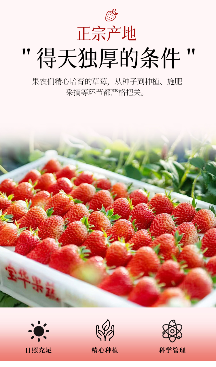 草莓详情790_03.jpg