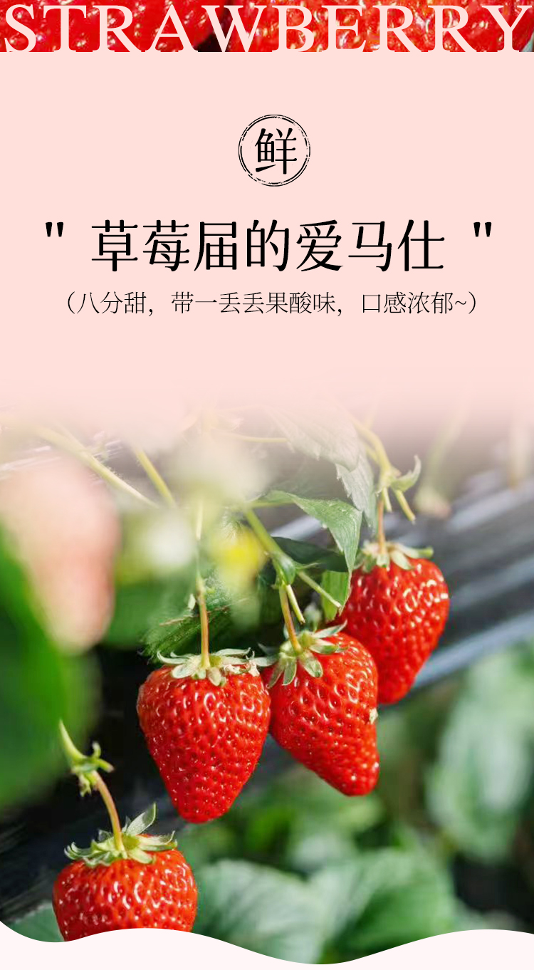 草莓详情790_02.jpg