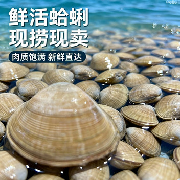 渤海湾原产地直捕鲜活黄蚬子500g