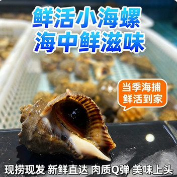 渤海湾原产地直捕鲜活小海螺500g约10只