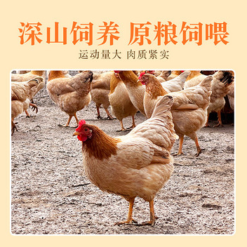 文森卡深山散养老母鸡900g/只