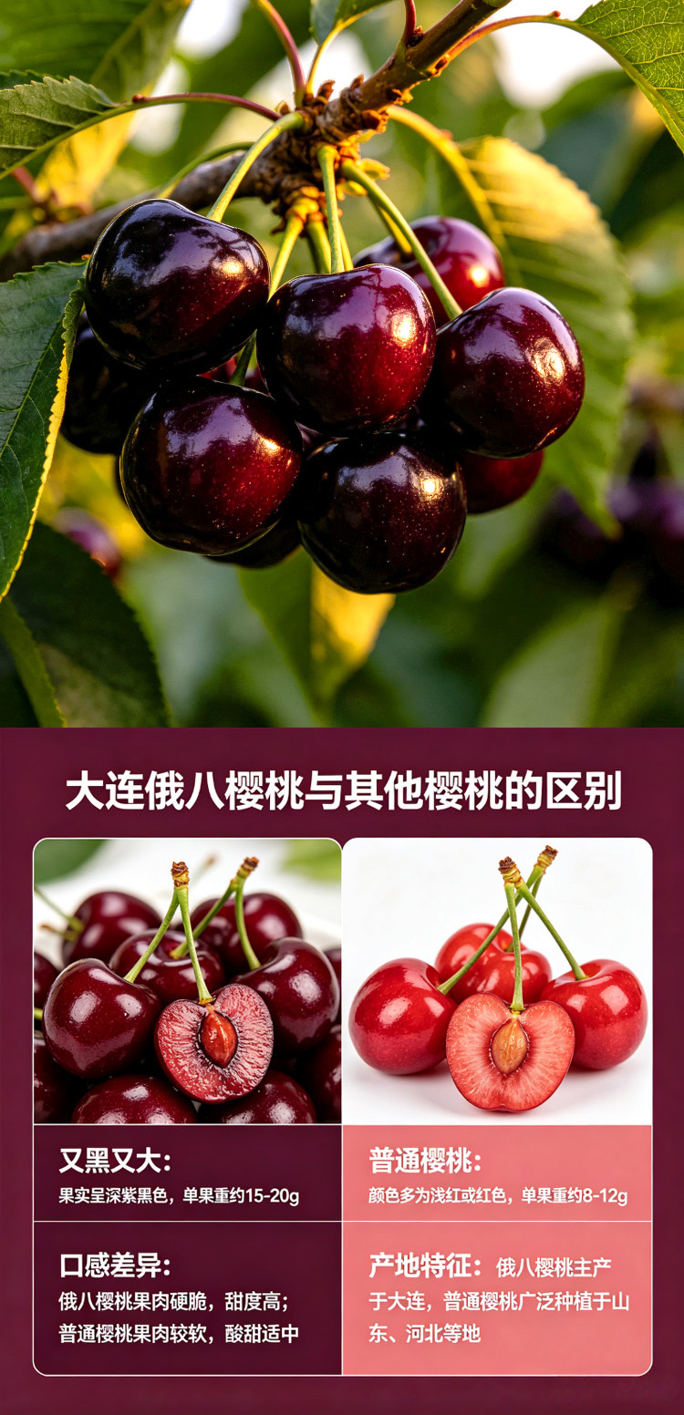 大连俄八樱桃长图02.jpg