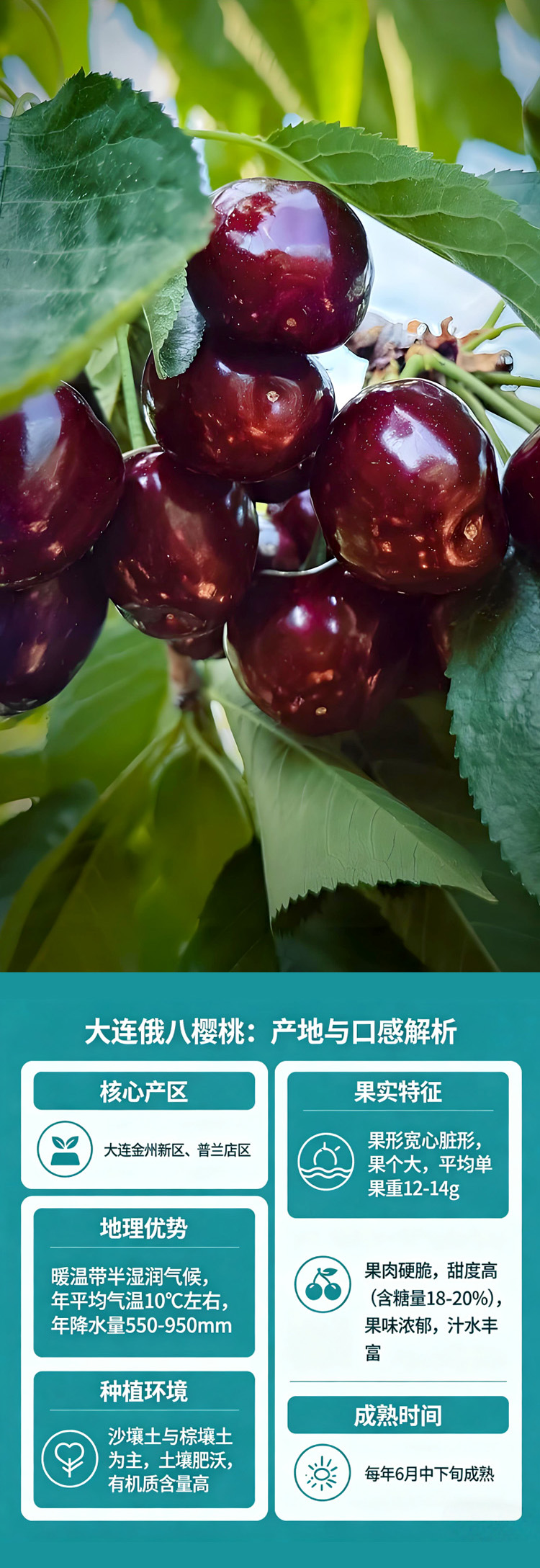 大连俄八樱桃长图03.jpg