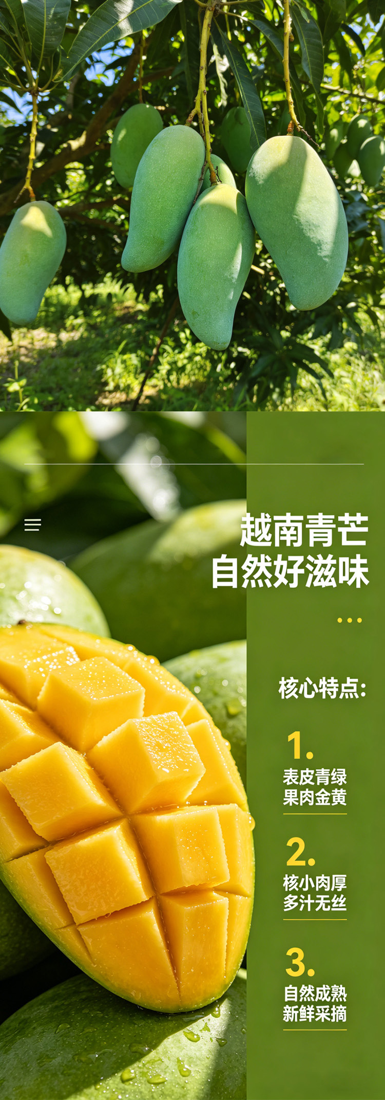 越南青芒长图02.jpg