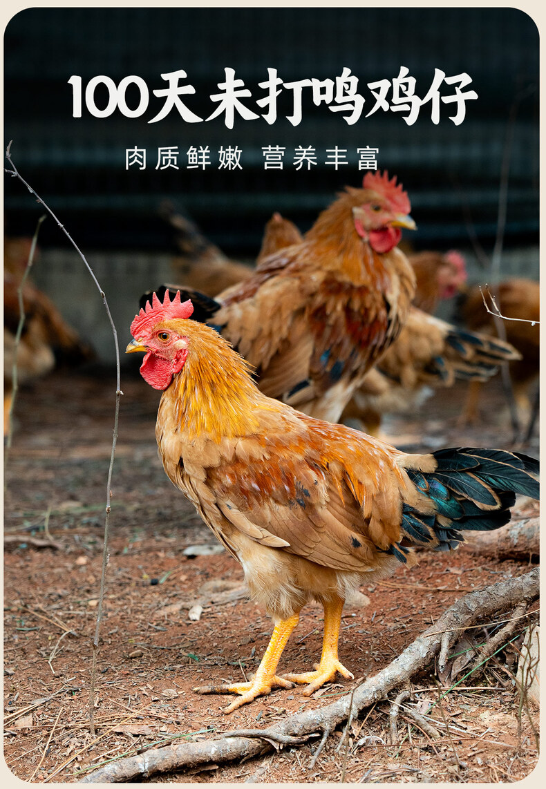 详情_05.jpg