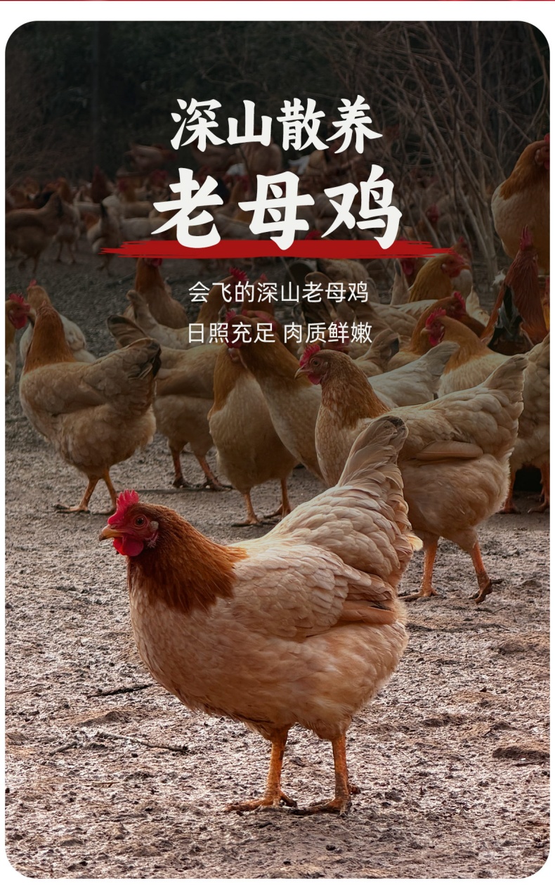 详情_02 (1).jpg