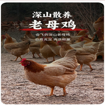 文森卡深山散养老母鸡900g/只