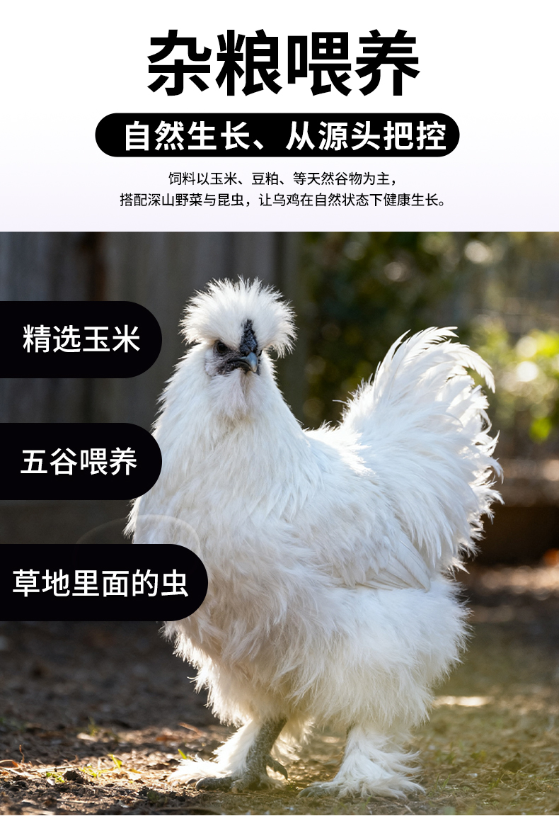 舌尖攻略白毛乌鸡详情_03.jpg