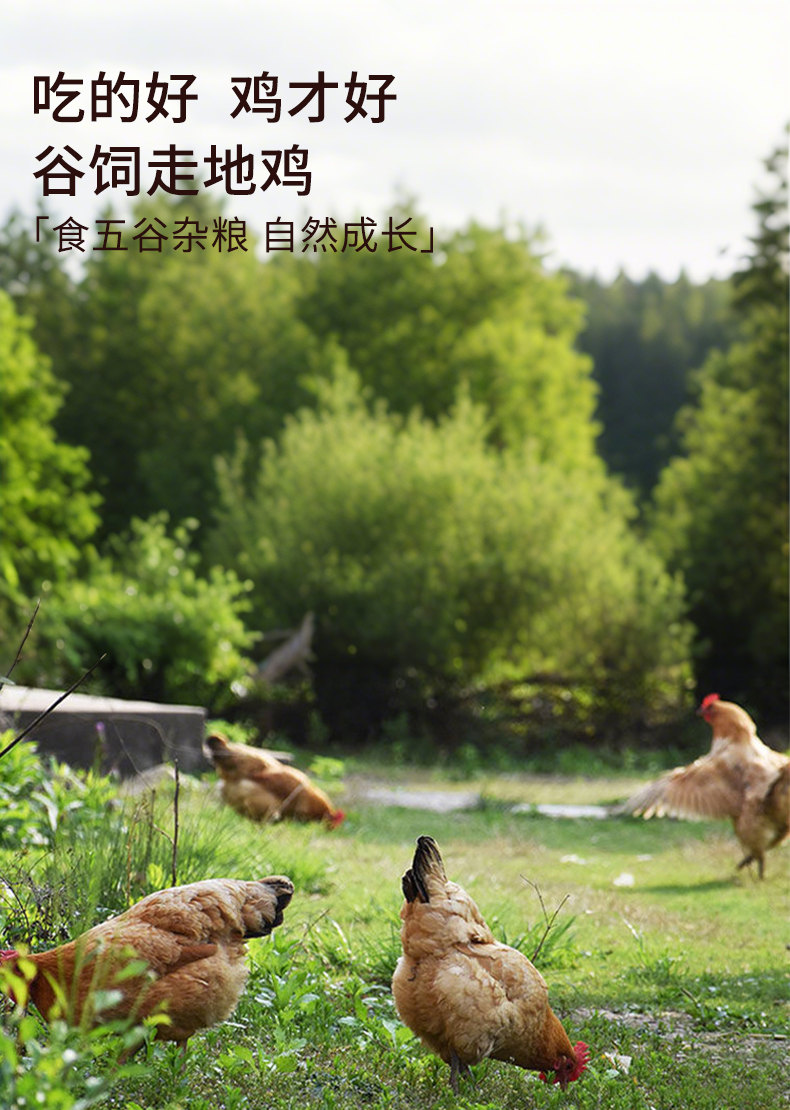 老母鸡（黄袋）详情-1_04.jpg