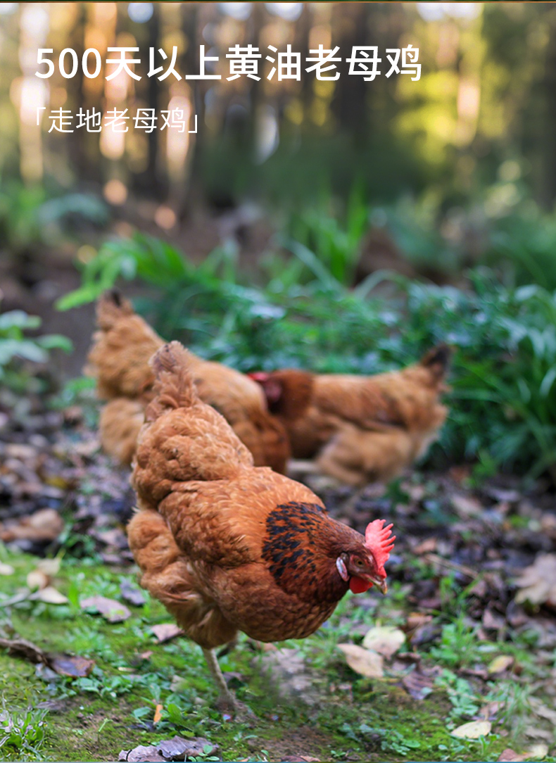 老母鸡（黄袋）详情-1_02.jpg